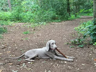 Foto 5 van een Weimaraner