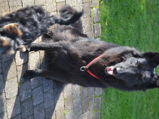 Foto 2 van een Groenendaeler
