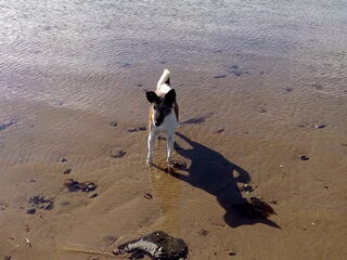 Foto 4 van een Foxterrier, gladhaar