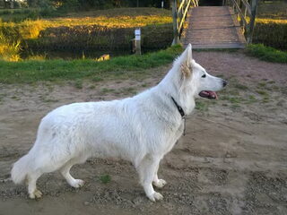 Foto 4 van een Zwitserse Witte Herdershond