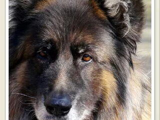 Foto 4 van een Oud Duitse Herdershond