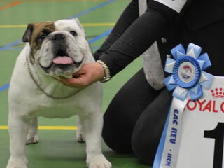 Foto 2 van een Engelse Bulldog