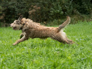 Foto 4 van een Picardische Herdershond