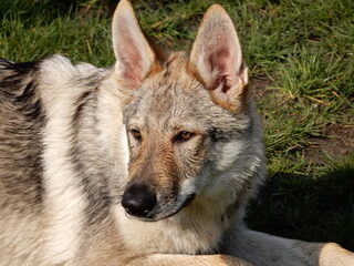 Foto 5 van een Tsjechoslowaakse Wolfhond