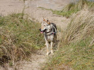 Foto 4 van een Tsjechoslowaakse Wolfhond