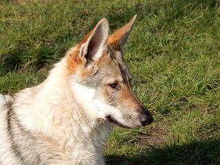 Foto 3 van een Tsjechoslowaakse Wolfhond