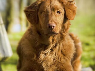 Foto 3 van een Nova Scotia Duck Tolling Retriever