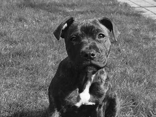 Foto 5 van een Staffordshire Bull Terrier