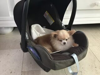 Foto 5 van een Chihuahua