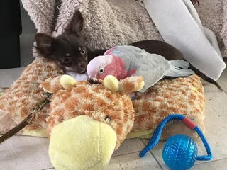 Foto 4 van een Chihuahua