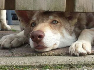 Foto 3 van een Saarlooswolfhond