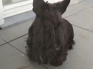 Foto 5 van een Schotse Terrier