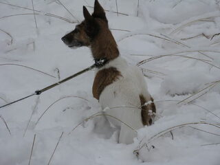 Foto 3 van een Foxterrier, gladhaar