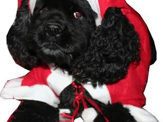 Foto 3 van een Amerikaanse Cockerspaniel