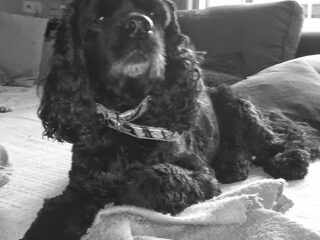 Foto 2 van een Amerikaanse Cockerspaniel
