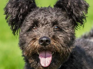 Foto 4 van een Pumi
