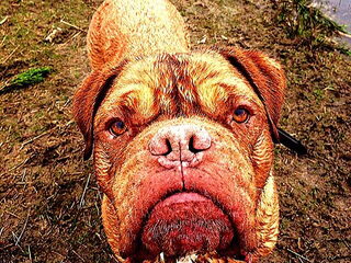 Foto 5 van een Bordeauxdog