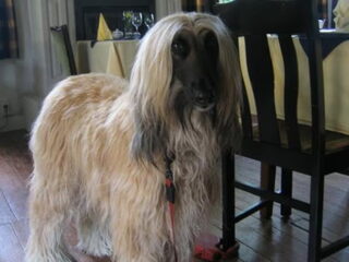 Foto 2 van een Afghaanse Windhond