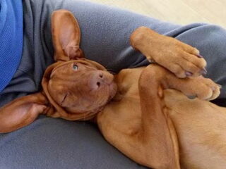 Foto 4 van een Vizsla (Hongaarse staande hond)