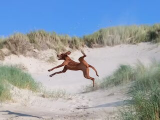 Foto 2 van een Vizsla (Hongaarse staande hond)