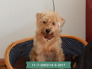 Foto 2 van een Hollandse Smoushond