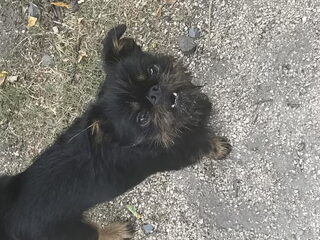 Foto 2 van een Griffon Bruxellois