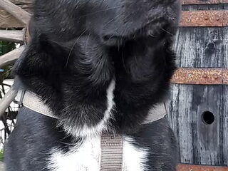 Foto 3 van een Japanse Akita