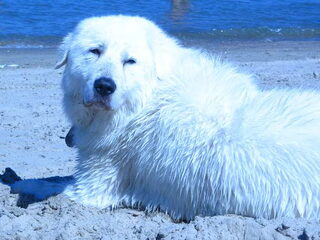 Foto 5 van een Berghond van de Maremmen en de Abruzzen