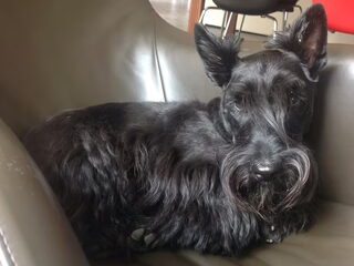 Foto 4 van een Schotse Terrier