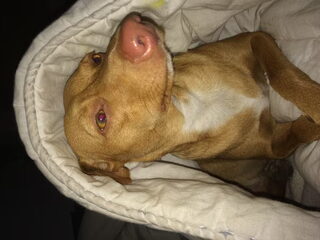 Foto 5 van een Podenco Andaluz