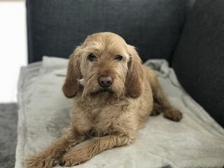 Foto 3 van een Basset Fauve de Bretagne