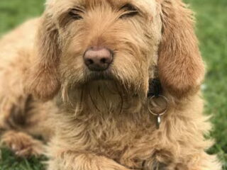 Foto 2 van een Basset Fauve de Bretagne