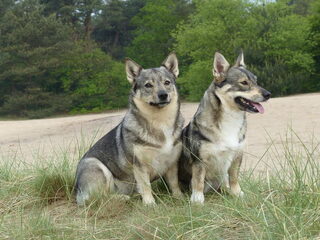 Foto 2 van een Vastgotaspets