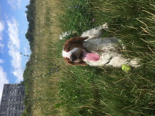 Foto 3 van een Welsh Springer Spaniel