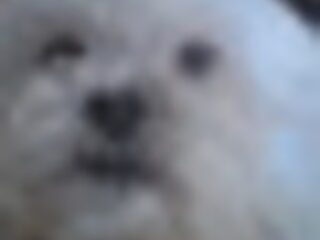 Foto 5 van een Shih Tzu