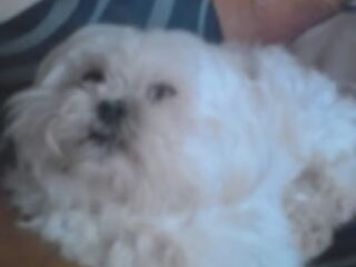 Foto 4 van een Shih Tzu