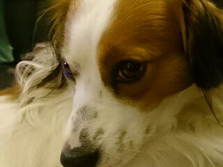 Foto 5 van een Kooikerhondje