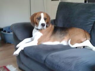 Foto 2 van een Beagle Harrier