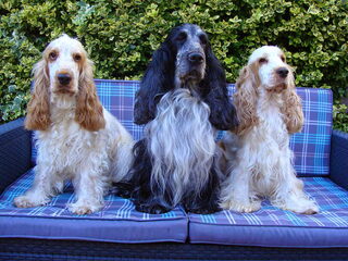 Foto 5 van een Engelse Cocker Spaniel