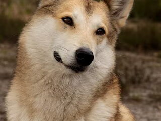 Foto 3 van een Laika, West Siberische