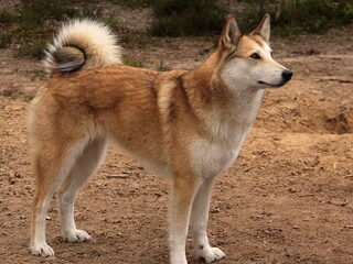Foto 2 van een Laika, West Siberische