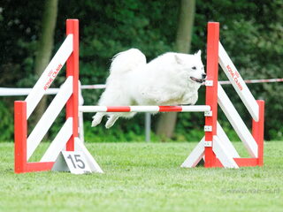Foto 5 van een Grote Keeshond, wit