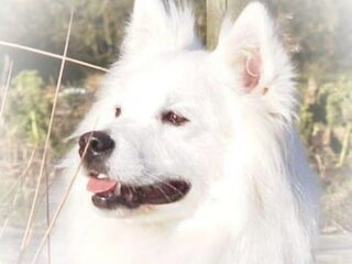 Foto 4 van een Grote Keeshond, wit