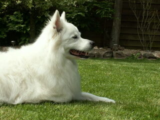 Foto 3 van een Grote Keeshond, wit