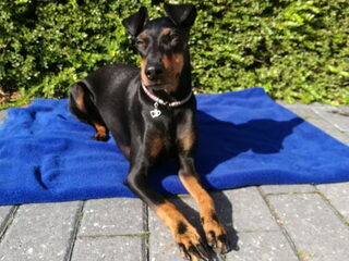 Foto 5 van een Manchester Terrier