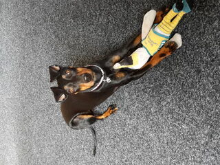 Foto 4 van een Manchester Terrier