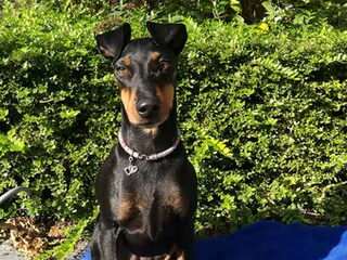 Foto 3 van een Manchester Terrier