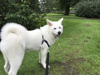 Foto 2 van een Japanse Akita