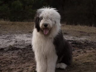 Foto 2 van een Old English Sheepdog