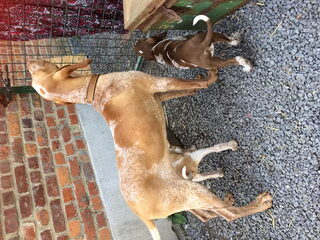 Foto 4 van een Bracco Italiano